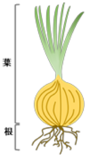 玉ねぎの構造